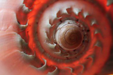 güzel nautilus kabuğu