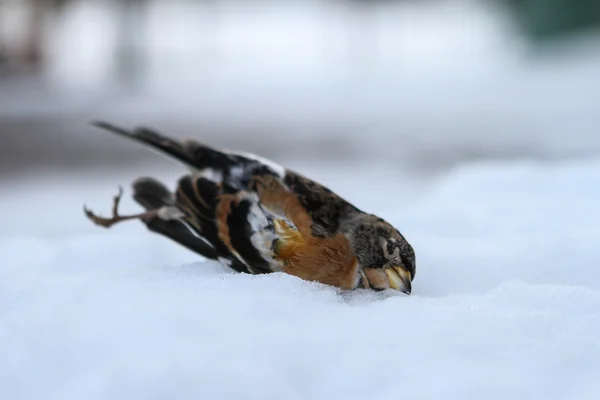 Dead bird due to the harsh cold winter — Stock Photo, Image