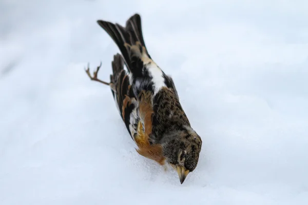 Frozen bird at winter — Stock Photo, Image