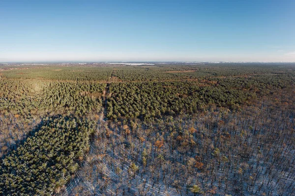 Hava aracı güneşli kış ormanı manzarası Telifsiz Stok Imajlar