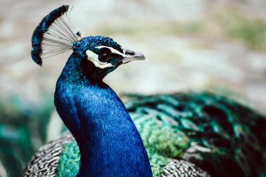 Tüylü güzel bir tavus kuşunun portresi.