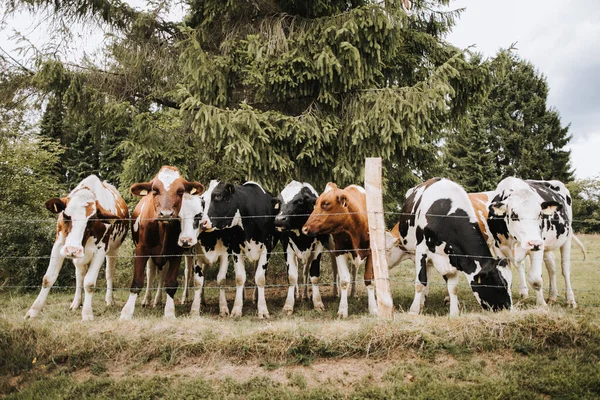 Foto de vacas atrás da cerca em uma fazenda Fotografias De Stock Royalty-Free