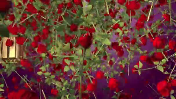 Animation Avec Des Roses Qui Forment Cœur Célébrant Saint Valentin — Video