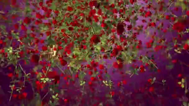 Animation Avec Des Roses Formant Cœur Célébrant Saint Valentin Anglais — Video