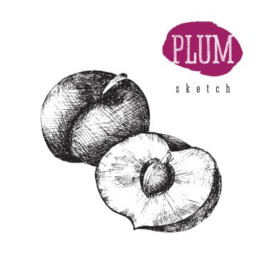 Erik ve Erik izole vektör siyah yarısı elle çizilmiş tarzı başlıkla illüstrasyon kroki. Erik, gıda.