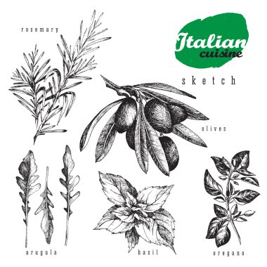 İtalyan mutfağı otlar ve bitkiler izole öğe kümesi vektör. Biberiye, kekik, zeytin, fesleğen ve roka gerçekçi gıda ve mutfak veya organik tasarım stili elle çizilmiş kroki.