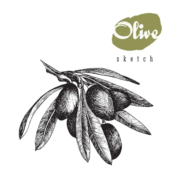 Olive branch vector aislado ilustración boceto negro con título en estilo dibujado a mano, aceitunas, hojas . — Vector de stock