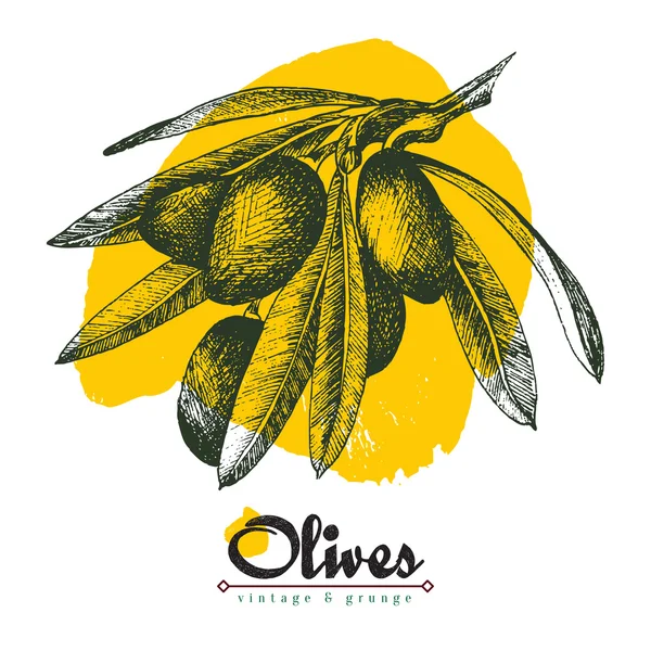 Vettore ramo d'ulivo isolato schizzo nero illustrazione con macchia gialla e titolo in stile disegnato a mano, olive, foglie . — Vettoriale Stock