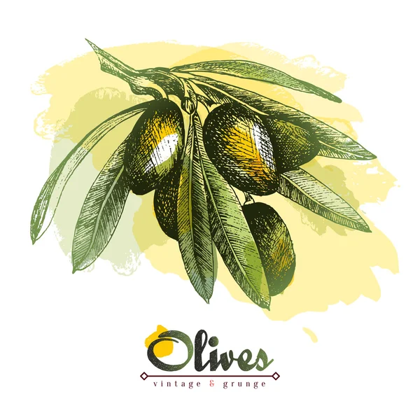 Zeytin dalı ile sulu boya lekeleri, renkli izole illüstrasyon kroki elle çizilmiş vektör