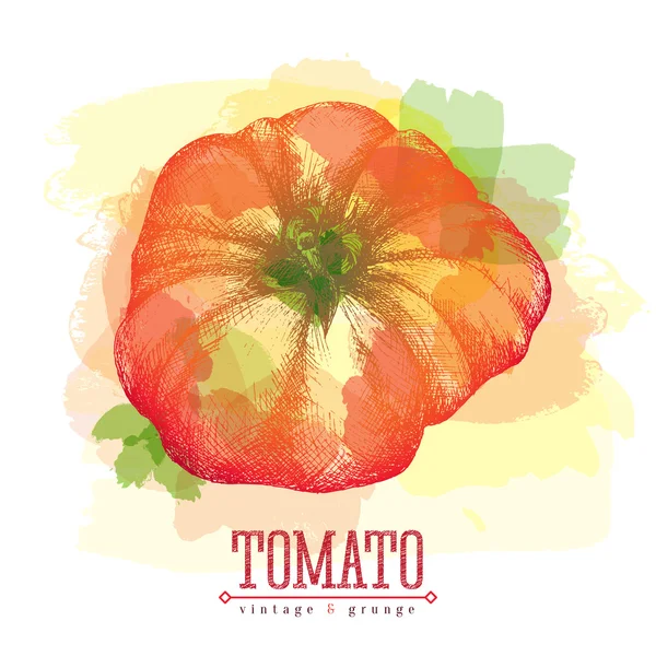 Tomate aislado, comida popular italiana. Ilustración de estilo de boceto de tomate vintage. Alimento ecológico ecológico . — Vector de stock