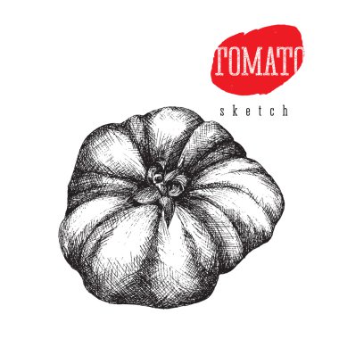Domates izole, İtalyan popüler gıda. Vintage domates vektör kroki tarzı çizim. Eco organik gıda.