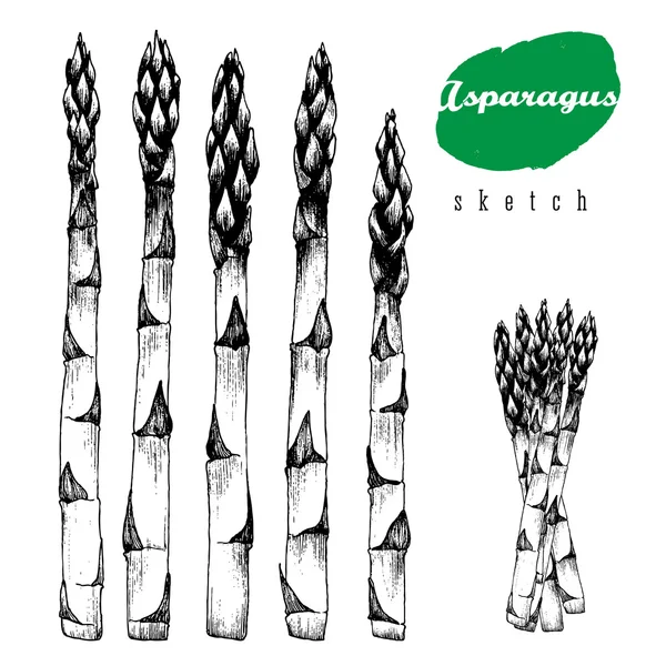 5 gambi di asparagi e fascio di asparagi vettore isolato schizzo disegnato a mano illustrazione nera su sfondo bianco . — Vettoriale Stock