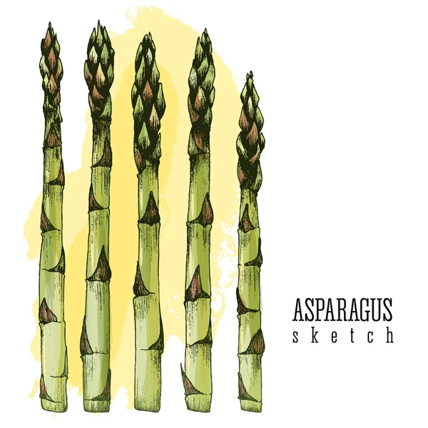 5 gambi di asparagi vettore isolato raccolta schizzo mano dra — Vettoriale Stock