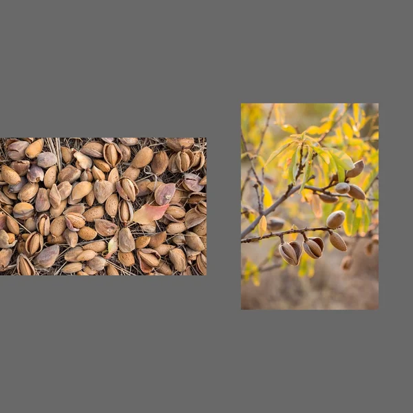 Collage de 2 photos d'amandes mûres . — Photo