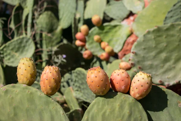 Fruits de cactus de poire piquante . — Photo