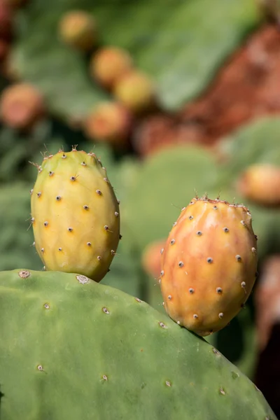 Fruits of prickly pear cactus.