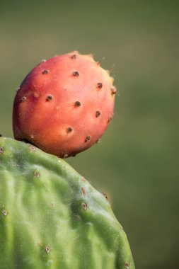 Kaktüs inciri tek olgun meyve.