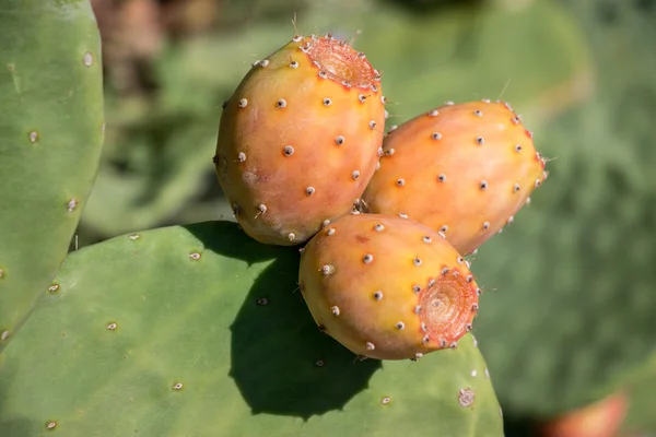 Owoce o Kaktusy opuncje. — Zdjęcie stockowe