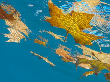 Sarı akçaağaç sonbaharda kuraklık yapmaz..