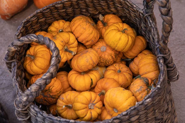 Wicker basket full of small pumpkins at the greek garden shop in October. — Stock Photo, Image