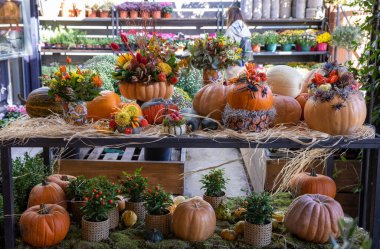 Yunan bahçe dükkanında Cadılar Bayramı kutlamaları için süslenmiş balkabakları ve çeşitli sonbahar çiçekleri ve bitkileri.