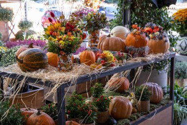 Yunan bahçe dükkanında Cadılar Bayramı kutlamaları için süslenmiş balkabakları ve çeşitli sonbahar çiçekleri ve bitkileri.