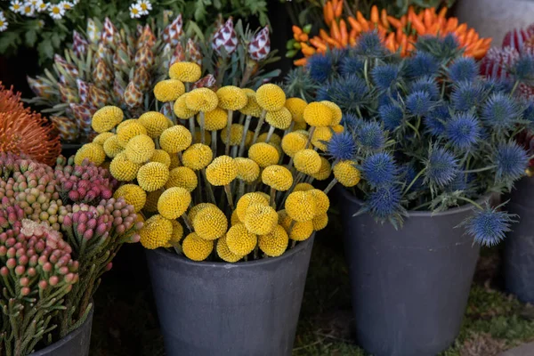 Full Bucket Fresh Cut Yellow Flowers Craspedia Known Billy Buttons — Stock Photo, Image
