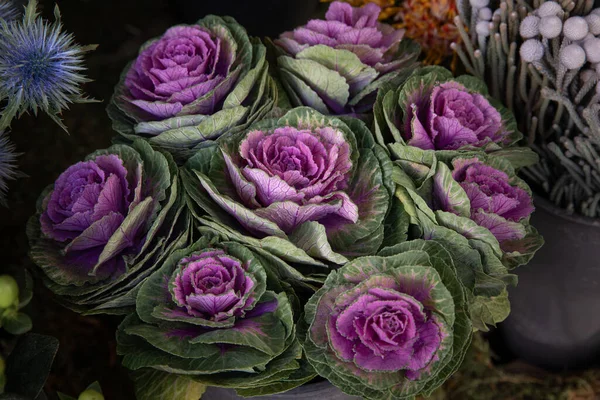 Beautiful Composition Fresh Cut Decorative Brassica Oleracea Flowering Kales Autumn — Stock Photo, Image