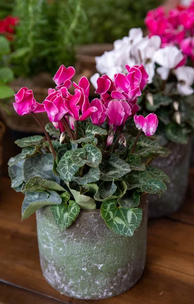 Potted White Pink Cyclamen Persicum Flowers Greek Garden Shop November — Foto de Stock