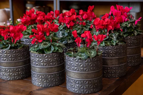 Variety Potted Red Cyclamen Persicum Flowers Greek Garden Shop November — Zdjęcie stockowe