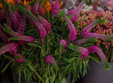 Veronica Spicata bitkisinin taze kesilmiş pembe çiçekleri ya da sonbaharda Yunan çiçekçisinde dikenli hız limitleri. Yatay olarak. Gün ışığı. Yakın plan..