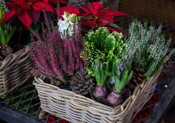 Beautiful Arrangement Straw Basket Hyacinthus Orientalis Bulbs Flowers White Pink — Stock Fotó