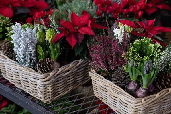 Baskets Full Christmas Spirit Seasonal Flowers Plants Red Poinsettia Pink — Stock Photo, Image