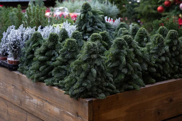 Variety Small Christmas Trees Created Natural Spruce Branches Ready Decorate — Stock Fotó