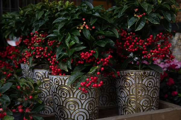 Skimmia Japonica Japanese Skimmia Flowering Plant Potteed Garden Shop December — Zdjęcie stockowe