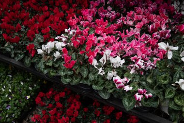 Kasım ayında Yunan bahçe dükkanında, pembe, beyaz, kırmızı renklerde silikon persicum bitkilerinin çeşitliliği. Yatay olarak. Gün ışığı.