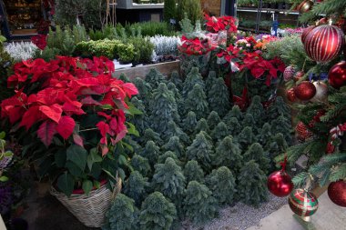 Kış mevsimsel bahçe kırmızısı noktalar veya Euphorbia pulcherrima, doğal ladin dalları, Chamaecyparis lawsoniana Ellwoodii selpress ağaçları ve çömlek içindeki diğer bitkilerden oluşturulan Noel ağaçları.