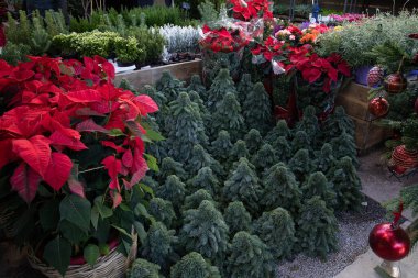 Kış mevsimsel bahçe kırmızısı noktalar veya Euphorbia pulcherrima, doğal ladin dalları, Chamaecyparis lawsoniana Ellwoodii selpress ağaçları ve çömlek içindeki diğer bitkilerden oluşturulan Noel ağaçları.