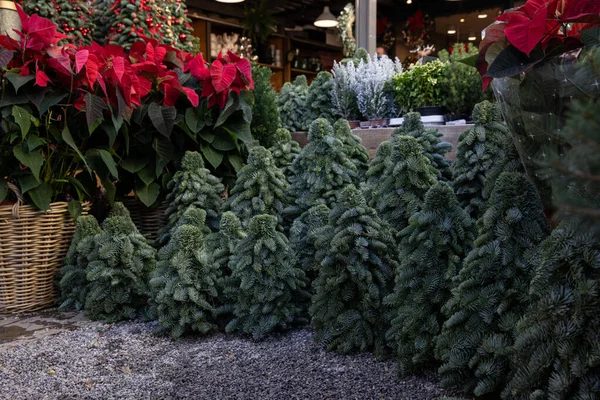 Winter Seasonal Garden Market Red Poinsettia Euphorbia Pulcherrima Christmas Trees — Stock Photo, Image