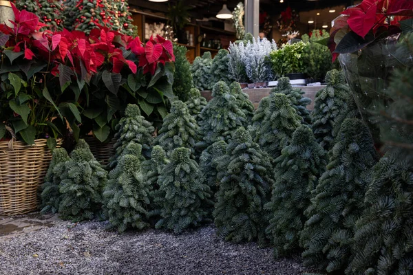 Téli Szezonális Kert Piros Poinsettia Vagy Euphorbia Pulcherrima Karácsonyfák Létrehozott — Stock Fotó