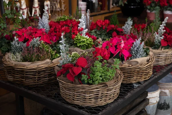 Gift baskets full of Christmas spirit seasonal flowers and plants in a garden shop.
