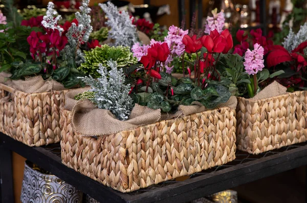 Baskets full of Christmas spirit seasonal flowers and plants in a garden shop, Athens, December. — Stock Photo, Image
