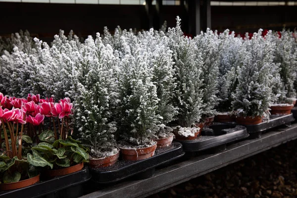 Variety of evergreen plants-Chamaecyparis lawsoniana Ellwoodii cypress trees in pots on the shelve at greek garden shop. — Stock Photo, Image