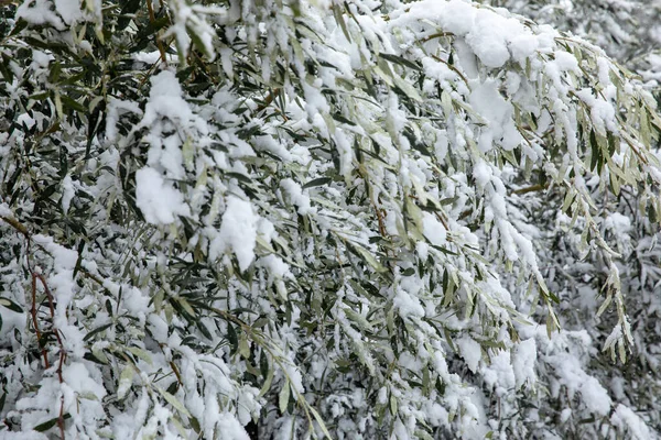 Winter morning snow covered olive tree branches in the park of the city of Athens, Greece, 15th of February 2021.