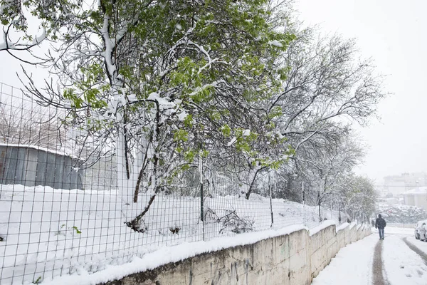 Winter morning suddenly snow covered almond trees branches with green leaves in the street of the Athens city, Greece. — Stock Photo, Image