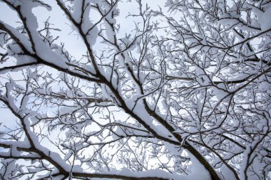 16 Şubat 2021 'de Atina kenti, Yunanistan' da kış sabahı kar, ağaç dallarını kaplamıştı..
