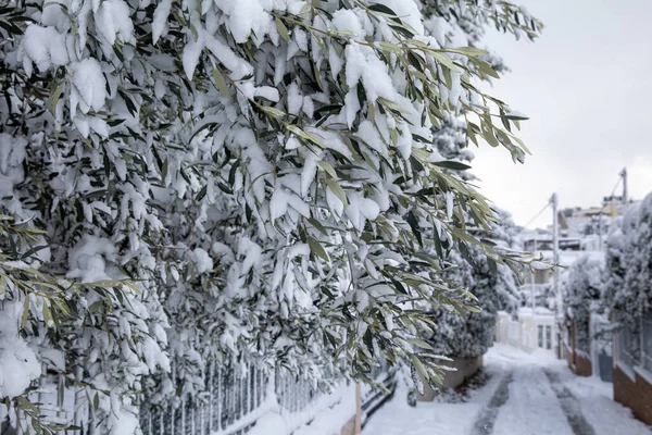 Winter morning snow covered olive tree branches on the street of the Athens city, Greece, 16th of February 2021.