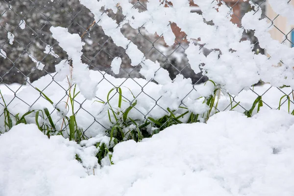 Winter morning snow covered green growing grass on the street of Athens, Greece, 15th of February 2021.