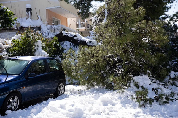 A coniferous fir tree broke and fell on the road after a severe snowstorm in the suburbs of the Athens city, Greece. — Stock Photo, Image