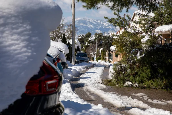 A coniferous fir tree broke and fell on the road after a severe snowstorm in the suburbs of the Athens city, Greece. — Stock Photo, Image